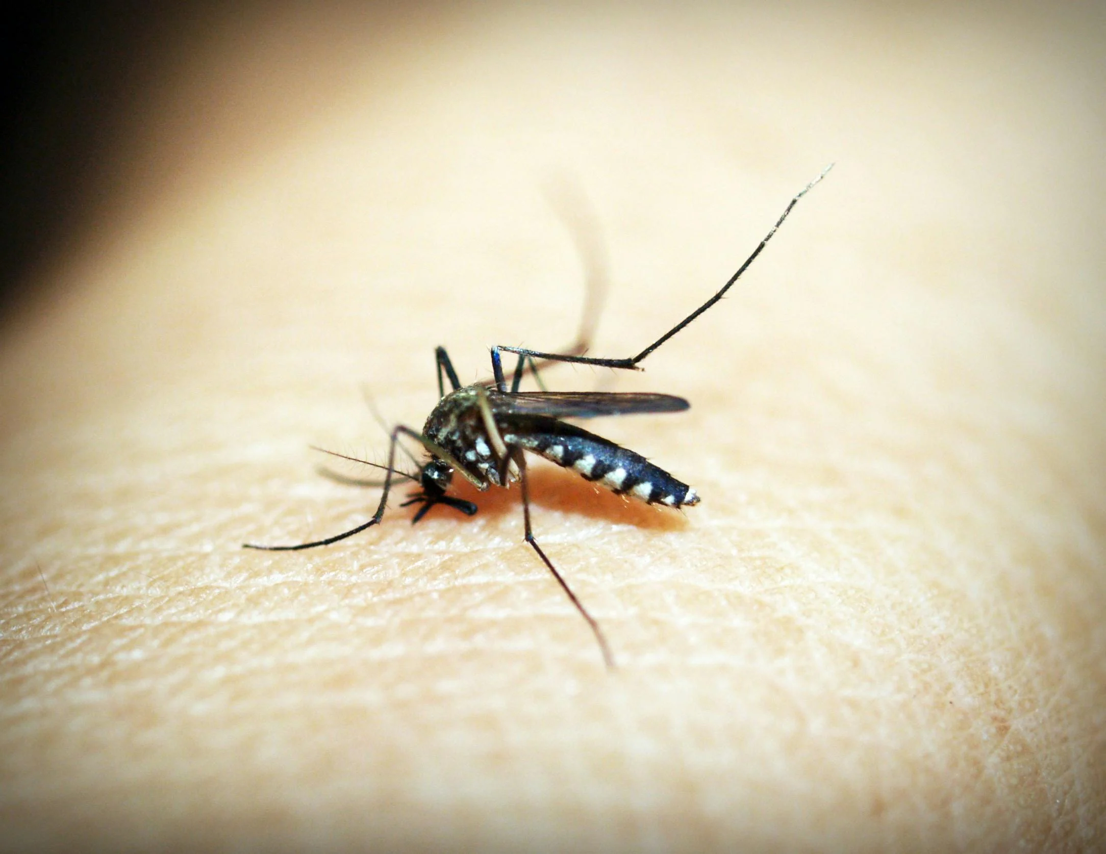 Bug Bites and Stings in Kids: What Every Parent Should Know