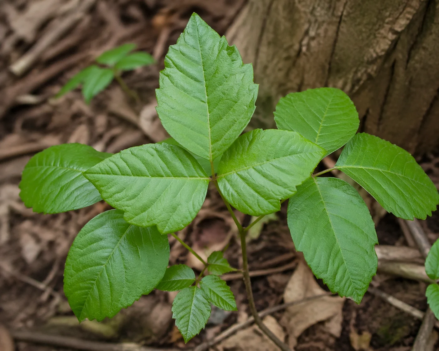 Poison Ivy in Kids: What Parents May Notice and When to Get Help